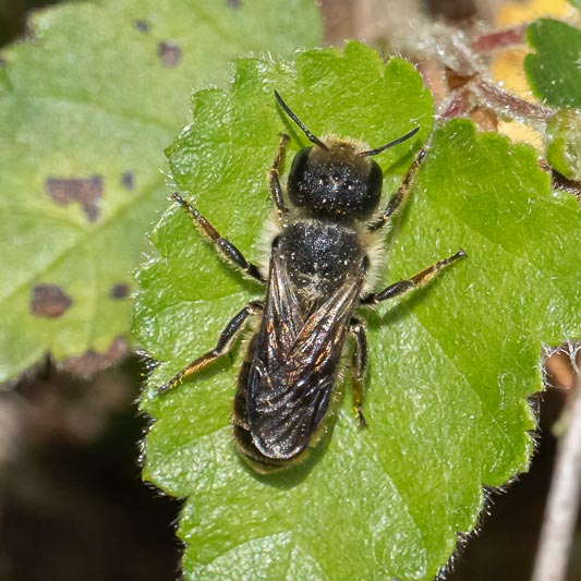 Osmia caerulescens (Blue Mason Wasp).jpg